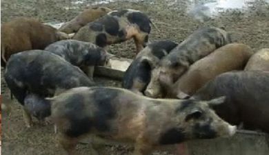 Duroc-Schweine-Freilandhaltung